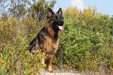 BERGER ALLEMAND 051